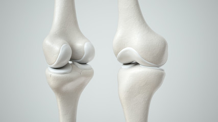 Knee joint with healthy cartilage, front and back- 3D Rendering - obrazy, fototapety, plakaty