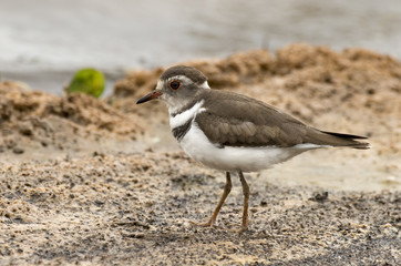 Gravelot à triple collier,.Charadrius tricollaris, Three banded Plover