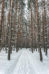 Snow-covered country road in the winter pine forest