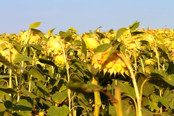 Agricultural field of dry ripe sunflower ready for harvest