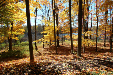 Autumn trees with colorful foliage