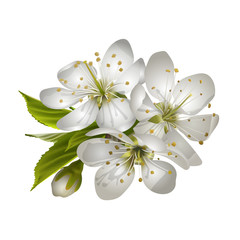 Beautiful tender cherry flowers.