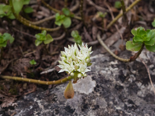 Blooming Stonecrop Sedum oppositifolium on rocks with small white flowers macro, selective focus, shallow DOF