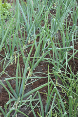Obraz premium Onions