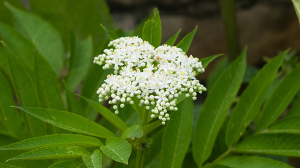 Blooming danewort, dwarf elderberry or elderwort, Sambucus ebulus, close-up, selective focus, shallow DOF