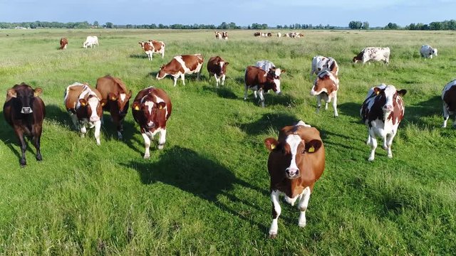 Aerial view of dutch red holstein cattle looking curious into camera standing on grass meadow friesians holstein cattle in short holsteins are known as the world's highest-production dairy animals 4k