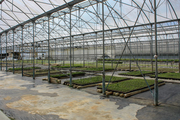 salad in greenhouse