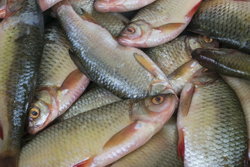 small river freshly caught fish