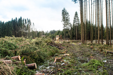 Wald nach Sturm und Orkanböen
