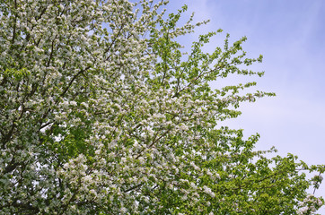 Fototapeta na wymiar Blossoming apple tree on a blue sky background.