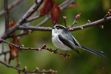 Codibugnolo (Aegithalos caudatus)