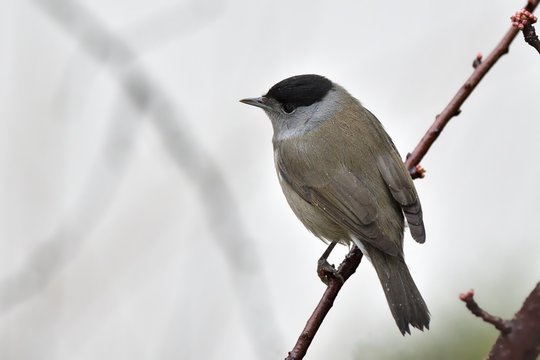 Capinera, maschio (Sylvia atricapilla)
