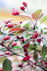 Bright pink sakura flowers on a white background