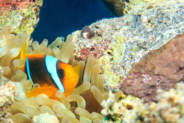 Fototapeta na wymiar Actinia and Red Sea anemonefish