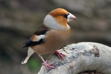 Frosone (Coccothraustes coccothraustes)