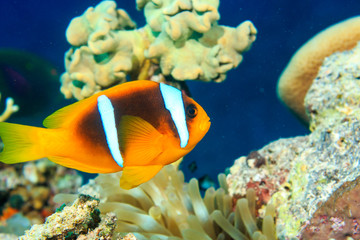 Naklejka na ściany i meble Red Sea anemonefish