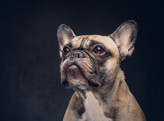 Funny face of a pug dog. Isolated on a dark background.