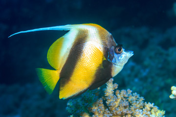 Red Sea bannerfish