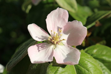Blüten und Knospen  mit grünen Blättern der Quitte aan einem Ast teils vor blauem Himmel