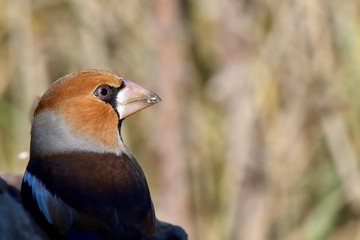 Frosone (Coccothraustes coccothraustes)