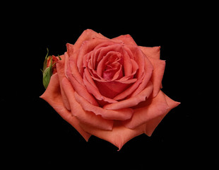 A perfect rose on a black background.