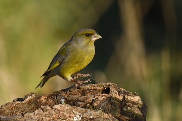 Fototapeta premium Verdone ( Chloris chloris) 