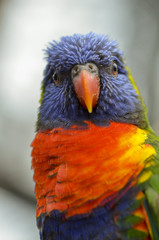 rainbow lorikeet