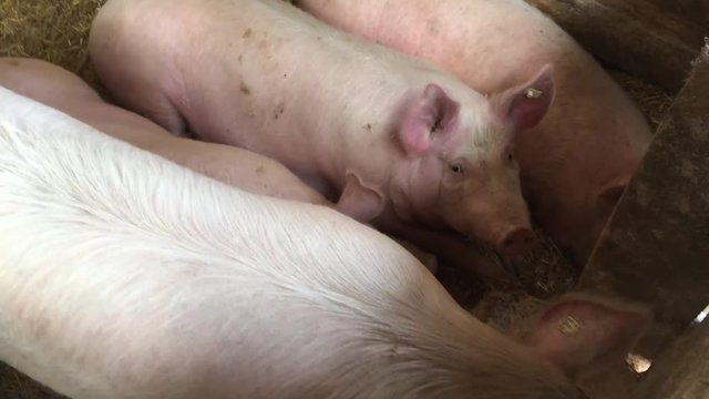 Schwein, Schweine in artgerechter Haltung