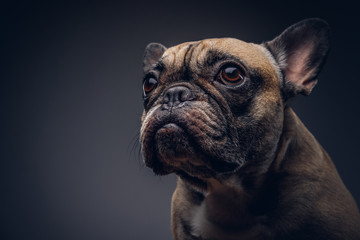 Obraz premium Cute pug portrait sitting in gray Background.