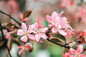 Chic inflorescence of a pink sakura tree on a white background