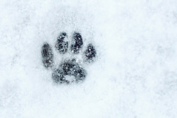 prints of the cat paw with hoarfrost in the snow
