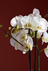 Orchidea