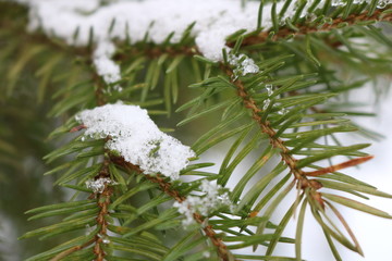 Tannenzweig mit Schnee