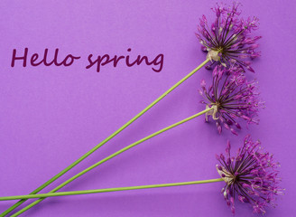 spring flower on violet background with copy space. Hello Spring.