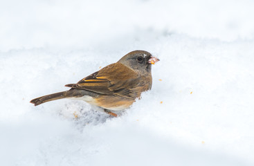 Dark-eyed Juncos Searching for Food in the Snow