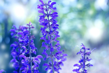 Obraz na płótnie Canvas Beautiful Violet Flowers.little summer flower. Flowers In The Garden At Springtime. little purple flower.