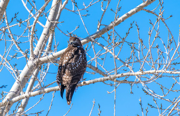 A Dark Morph Red-tailed Hawk Perched in a Tree