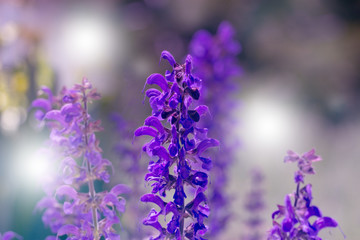 Obraz premium Beautiful Violet Flowers.little summer flower. Flowers In The Garden At Springtime. little purple flower.