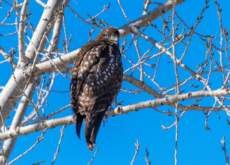 A Dark Morph Red-tailed Hawk Perched in a Tree