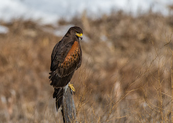 A Beautiful Harris's Hawk Perched on a Fence Post