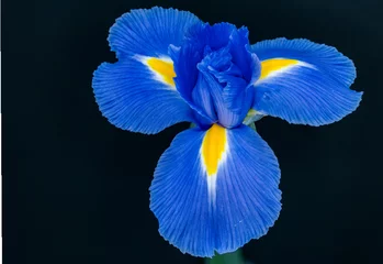 Foto op Plexiglas A Beautiful Blue Iris © Kerry Hargrove
