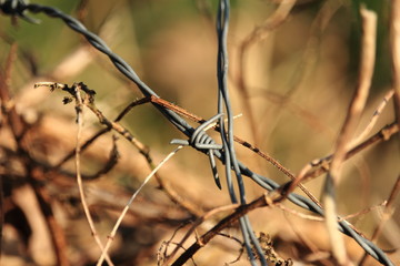 Gedanken / Stacheldraht im Busch