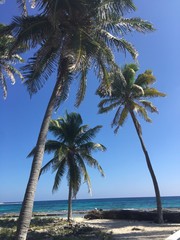 Fototapeta na wymiar Three Palm Trees Half Moon Caye Belize