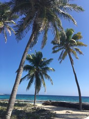 Fototapeta na wymiar Three Palm Trees Half Moon Caye Belize