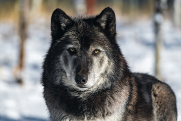 A Beautiful Black Tundra Wolf Looking into the Camera