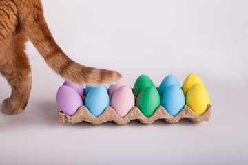 Easter eggs in a carton with a cats back foot and tail 