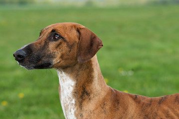 Azawakh steht in einer Wiese