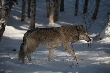 Fototapeta na wymiar A Timber Wolf Strolling through the Snowy Forest