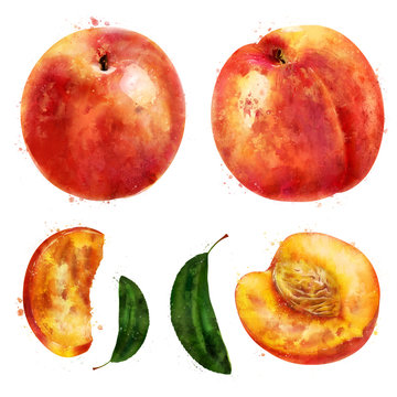 Peach on white background. Watercolor illustration