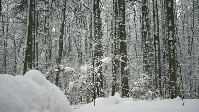winter forest, trees in the snow, light snow falls